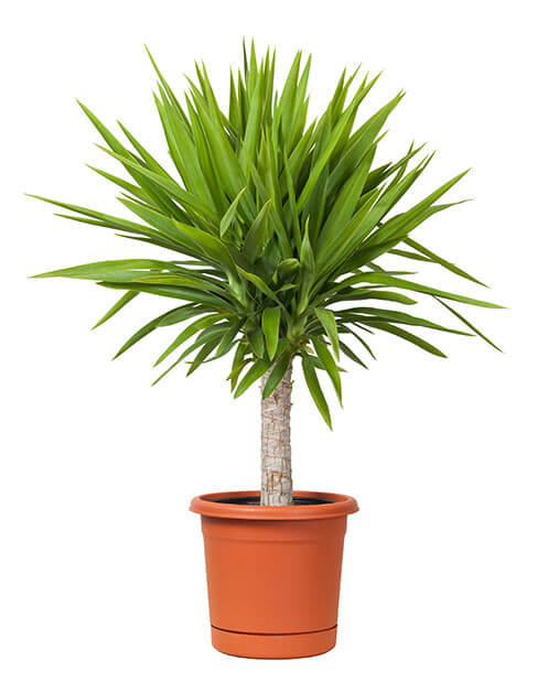 Yucca