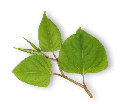 Itadori Extract